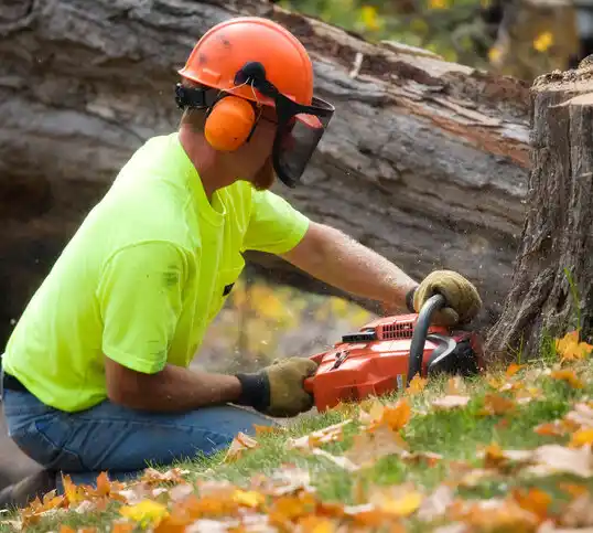 tree services Springs